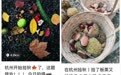 秋日必做 杭州街头这两天有件事特别火