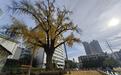 27℃!湖北数十个县市暖到破纪录 中旬或低至-7℃