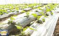 特色产业“丰”景独好 张掖设施农业挑起乡村振兴大梁
