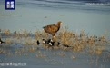 “空中老虎”现身甘肃祁家店水库湿地