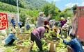 安康供销:组织“小农户”融入大产业 应对大市场