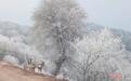 三只梅花鹿闯入挂霜松树林 好一幅唯美“油画”