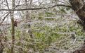 大雪暴雪!立春湖北大部有雪 武汉两场雪