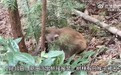宣城宣州区：猕猴被困树林被救援时打瞌睡