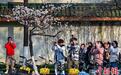 南京街头“消息树”花开满枝迎花季