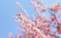 14项活动精彩纷呈 第二十四届青岛梅花节3月22日启幕