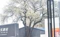 150岁的杜梨树繁花满枝头