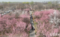 石家庄滹沱河生态区千余株梅花迎来盛花期
