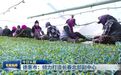 德惠市：倾力打造长春北部副中心