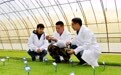 北大荒农业股份八五六分公司：科技兴农 良种先行 125个水稻试验品种秧苗长势喜人