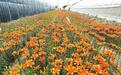 兰州新区绽放美丽经济:百合花开产业兴