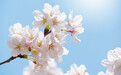 青岛这条路的双樱娇艳绽放 构成一道美丽的春日之景