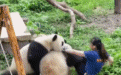 网红大熊猫扑倒女保育员!重庆动物园这一幕引发热议