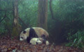 青山公益在行动，守护大熊猫栖息地