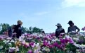 江苏睢宁:滋养美丽乡村微细胞 激发乡村振兴新活力