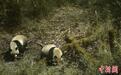四川宝兴:两只野生大熊猫结伴外出玩耍