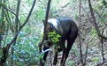 珍稀野生动物“四不像”中华鬣羚现身兴国