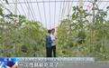 山东潍坊“空中小西瓜”解锁种瓜新模式