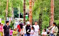 黑龙江省森林植物园端午假期人气旺