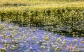 珍稀濒危野生植物水毛茛在合作盛开