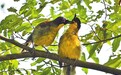 “鳥中大熊貓”藍冠噪鹛獨愛江西（圖）