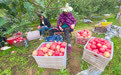 泾川苹果抢“鲜”上市 你尝了吗?