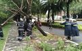全力以“扶”,吉阳区迅速开展复“绿”行动!