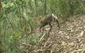 第三次被拍！浮梁縣又現國家一級重點保護野生動物黑麂蹤跡