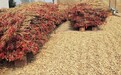 郟縣：花生、辣椒迎來豐收季 田間地頭采收忙