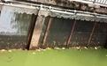 抚州东乡区千子湖公园湖面漂浮大量垃圾、水质发绿 城管局:已打捞清理
