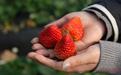 南昌本地草莓大量上市 预计采摘期可持续到明年4月份