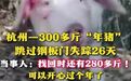 #杭州一村民家300多斤年猪失踪26天找回# 【#300多斤年猪失踪