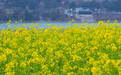 陇上江南油菜花海藏不住了 你被哪些画面惊艳了