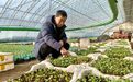 新春走基层 | 鸭绿江畔 温暖过冬——吉林受灾地区恢复重建一线见闻