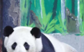 南昌动物园:大熊猫美灵将送回中国大熊猫保护研究中心