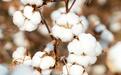 新突破!江西一棉花新品种获得国家审定证书