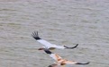 水質清澈、水草豐美、魚蝦豐富 湖口水域成為大批北遷候鳥補給休息站