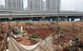 南昌万达城滨江首府小区外空地成“菜地” 居民吐槽太影响环境