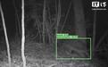 谷歌开源物种识别AI模型SpeciesNet,助力野生动物研究