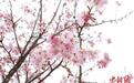 彭泽樱花盛开迎客来 村民增收促振兴(图)