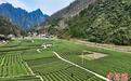 湖北武陵山区头茬春茶抢“鲜”开采