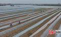石家庄高邑:不负春日好时光 碧春甘蓝长势旺