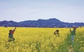 油菜花开游客来 景德镇昌南新区带动群众增收致富