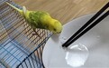 繼擼貓擼狗之后 “擼鳥”在南昌悄然興起