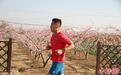 河北深州2000多人共赴万亩蜜桃园“奔跑盛宴”