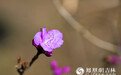 图集|长春：四月杜鹃报春来