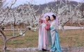 徽县李子花开 铺就乡村振兴致富路