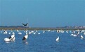 3月份南矶湿地保护区记录到鸟类99种、7多万羽次