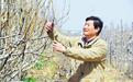 河北沧州:盐碱地梨树植入了“科技芯”