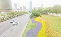 一路繁花!南昌沿江快速路花海绽放 绵延6公里